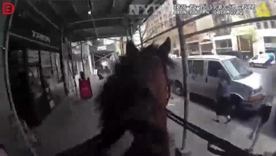 
        Конная погоня в&nbsp;центре Нью-Йорка закончилась провалом для&nbsp;карманницы    