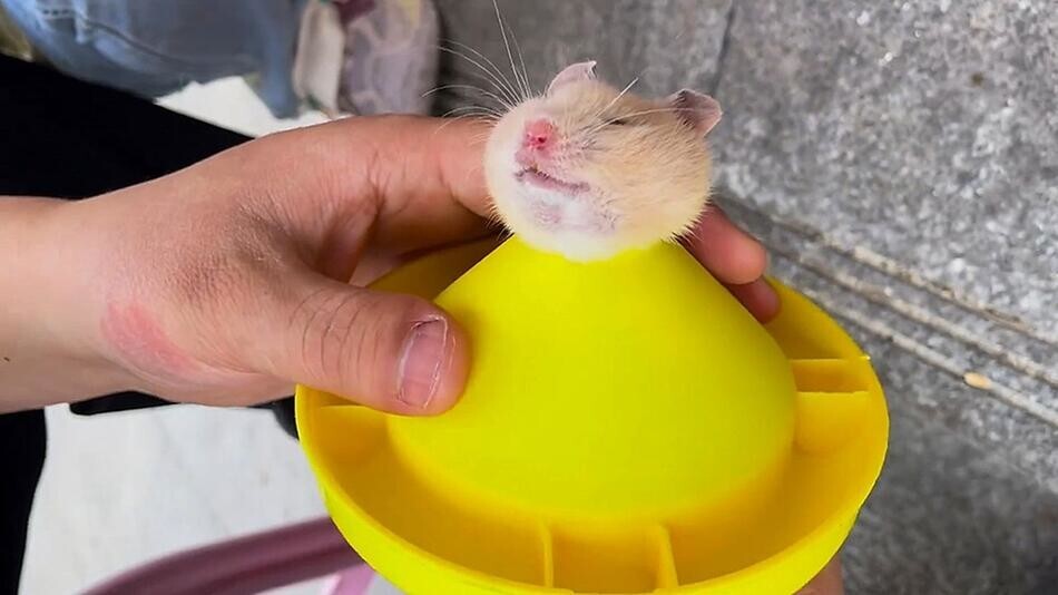 
        Хомяк застрял в&nbsp;игрушке    