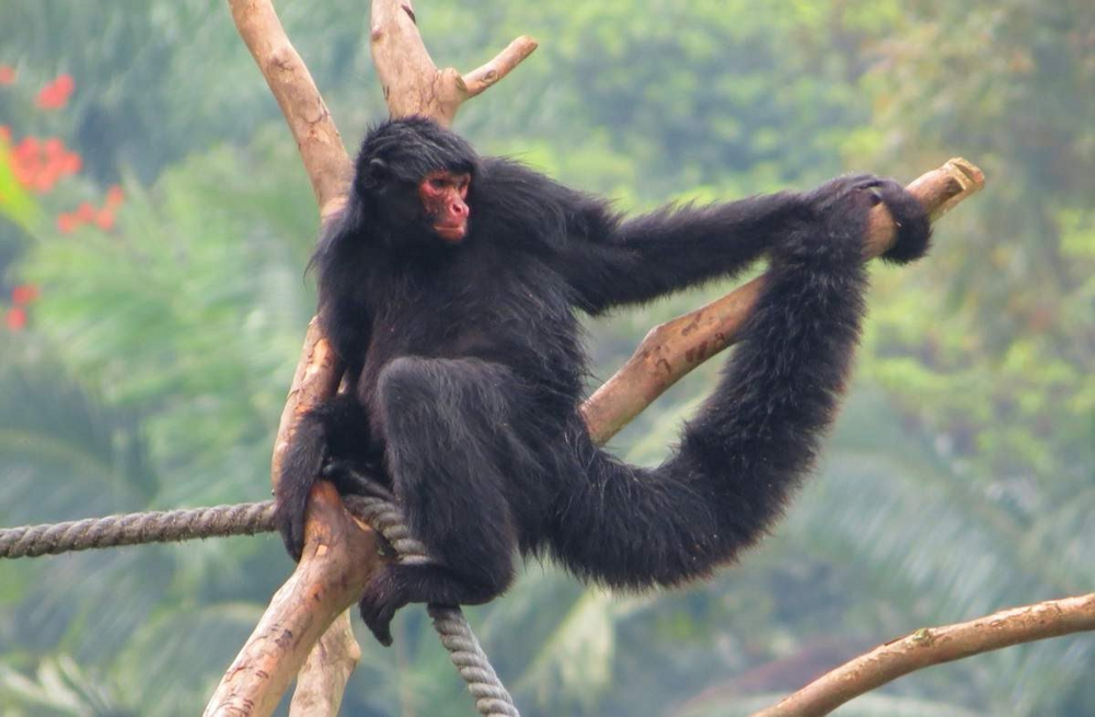 
        Паукообразные обезьяны: их&nbsp;хвост стал полноценной третьей рукой    