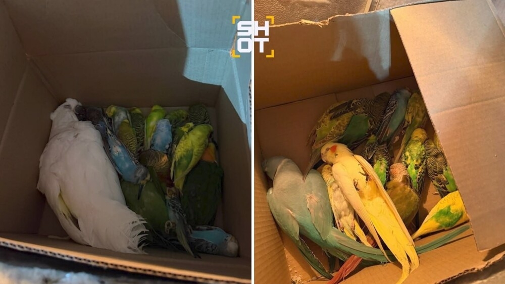 
        В&nbsp;зоопарке в&nbsp;Ленинградской области погибло почти 60&nbsp;попугаев    