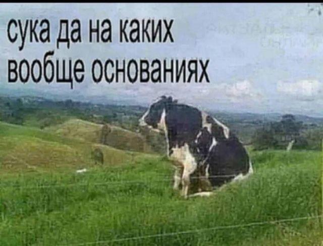 Твиттерские устроили марафон мемов, которые описывают наше состояние за последние несколько недель Твиттерские устроили марафон мемов, которые описывают наше состояние за последние несколько недель