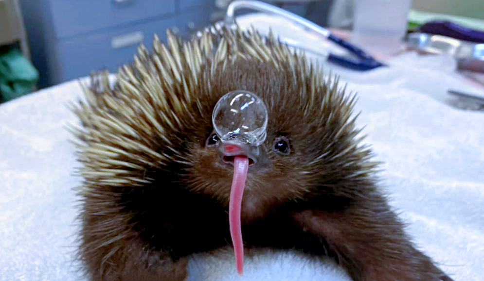 Для чего ехидна пускает из носа пузыри?
Для чего ехидна пускает из носа пузыри?