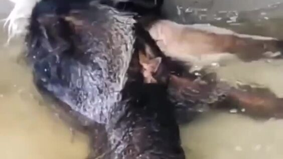 
        Водные процедуры муравьеда    