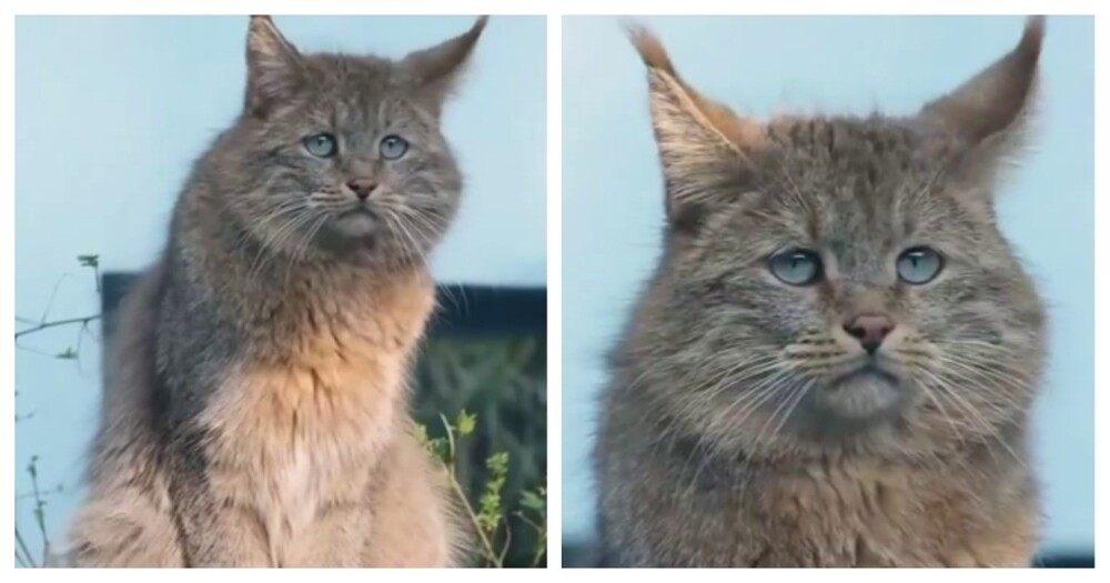 Редкая и загадочная кошка
Редкая и загадочная кошка