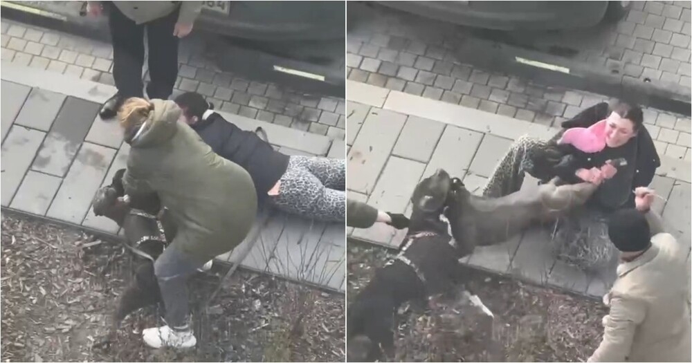 Псы сцепились на улице — разнимать пришлось радикально
Псы сцепились на улице — разнимать пришлось радикально