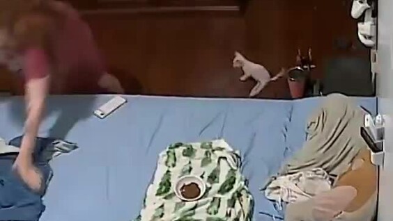 
        Котёнок с&nbsp;ограниченными возможностями резко "убежал" при&nbsp;виде таракана    