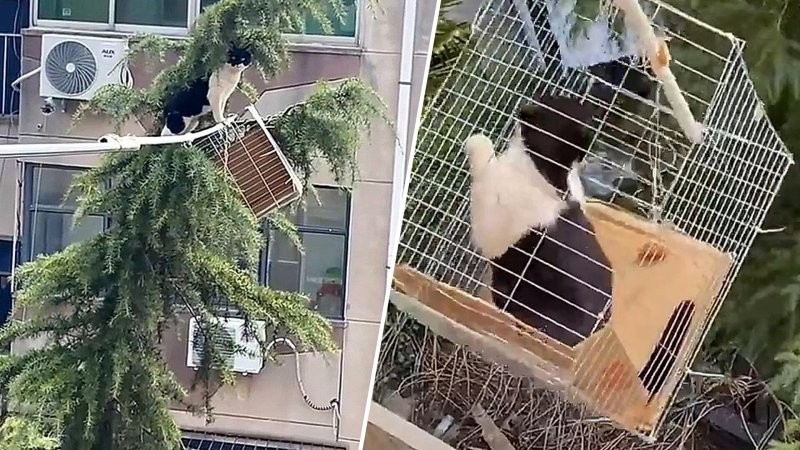 
        Семья спасла застрявшую кошку с&nbsp;помощью необычной конструкции    