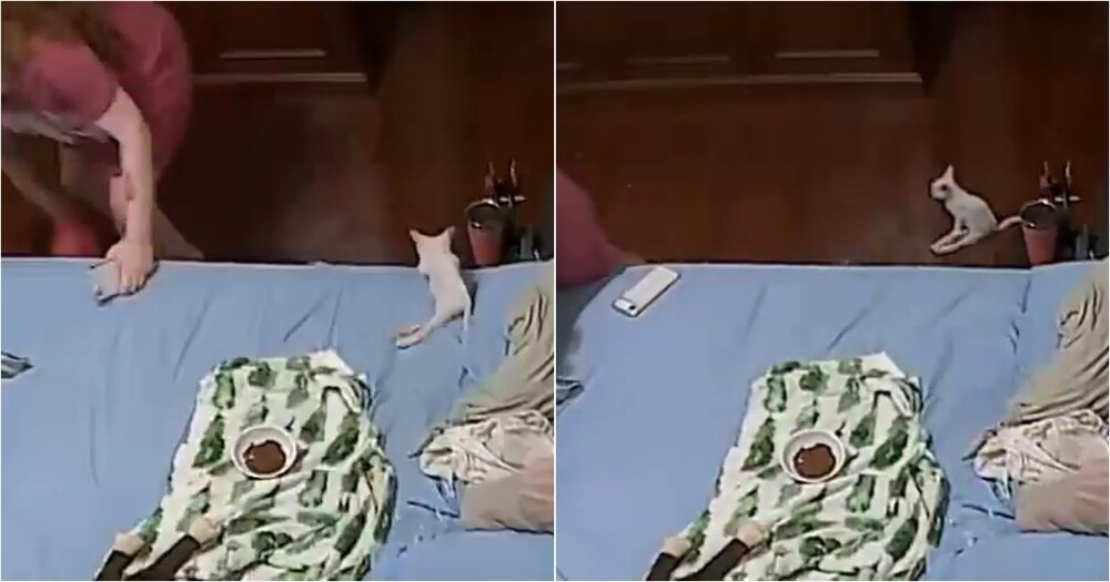 
        Котёнок с&nbsp;ограниченными возможностями резко "убежал" при&nbsp;виде таракана    