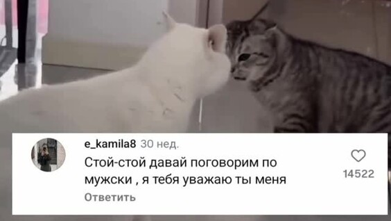 
        Драка отменяется: коты начали выяснять отношения без&nbsp;лап    