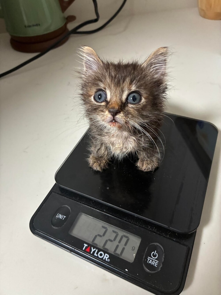 
        25+ пушистых мгновений радости, которые делают нашу жизнь счастливее    