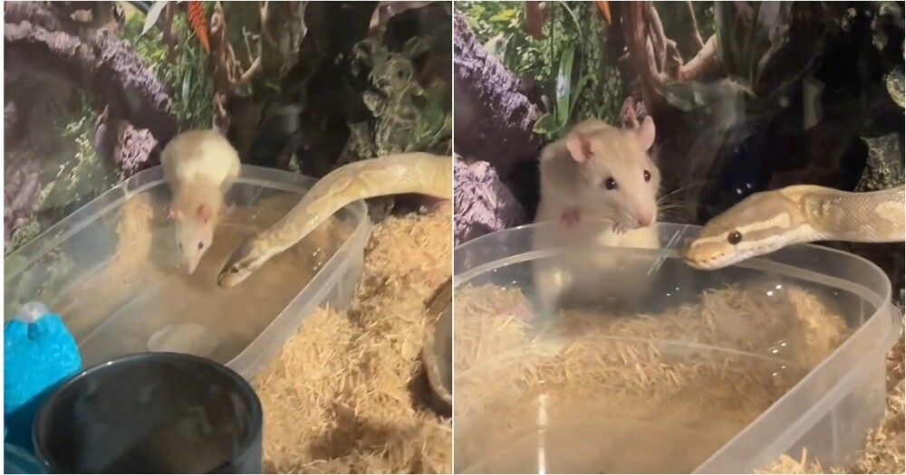 
        Питон и&nbsp;крыса неожиданно &laquo;подружились&raquo; и&nbsp;стали жить вместе    