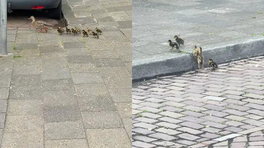 
        Когда природа вносит свои коррективы    