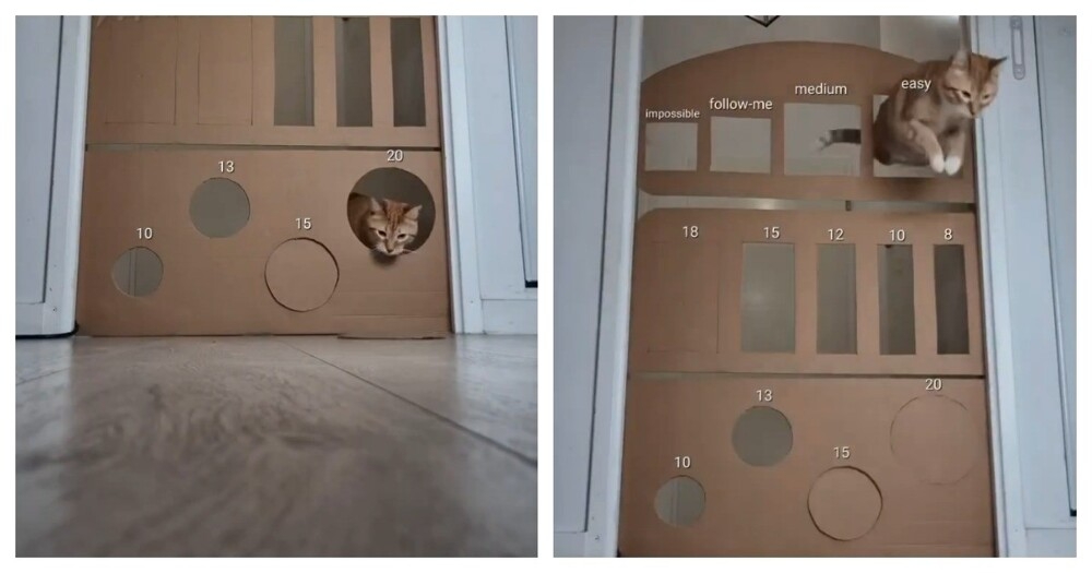 
        Хитрый и&nbsp;ловкий кот    