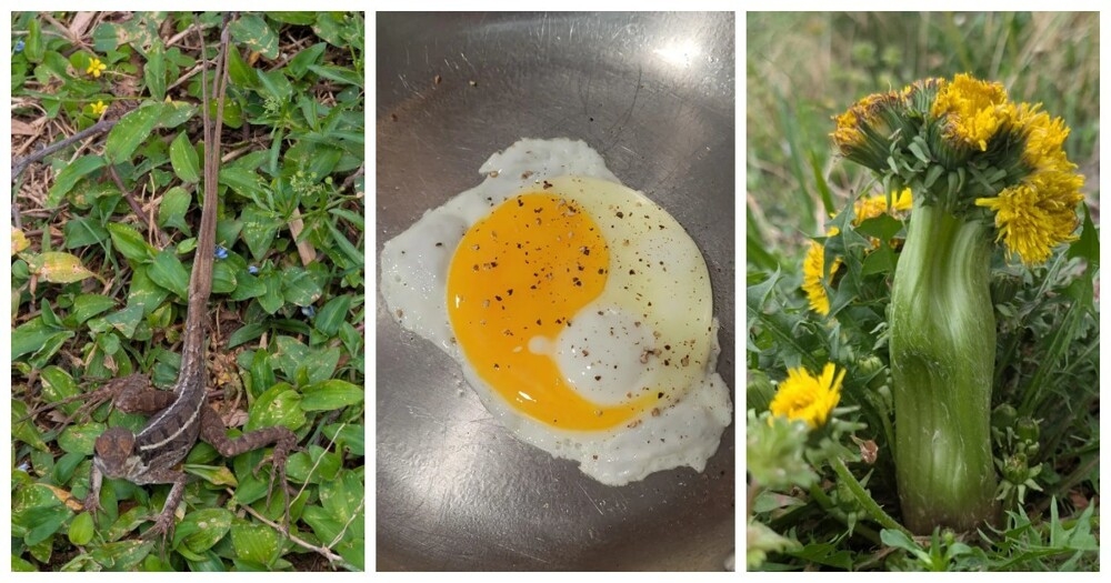 
        22&nbsp;случая, когда мать-природа включила режим &laquo;рояль в&nbsp;кустах&raquo;    