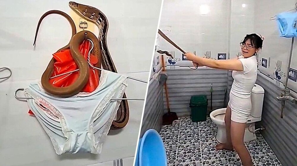 Во Вьетнаме змея заползла в ванную и обвилась вокруг одежды
Во Вьетнаме змея заползла в ванную и обвилась вокруг одежды