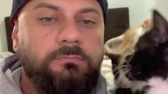 
        Кошачий нянь    