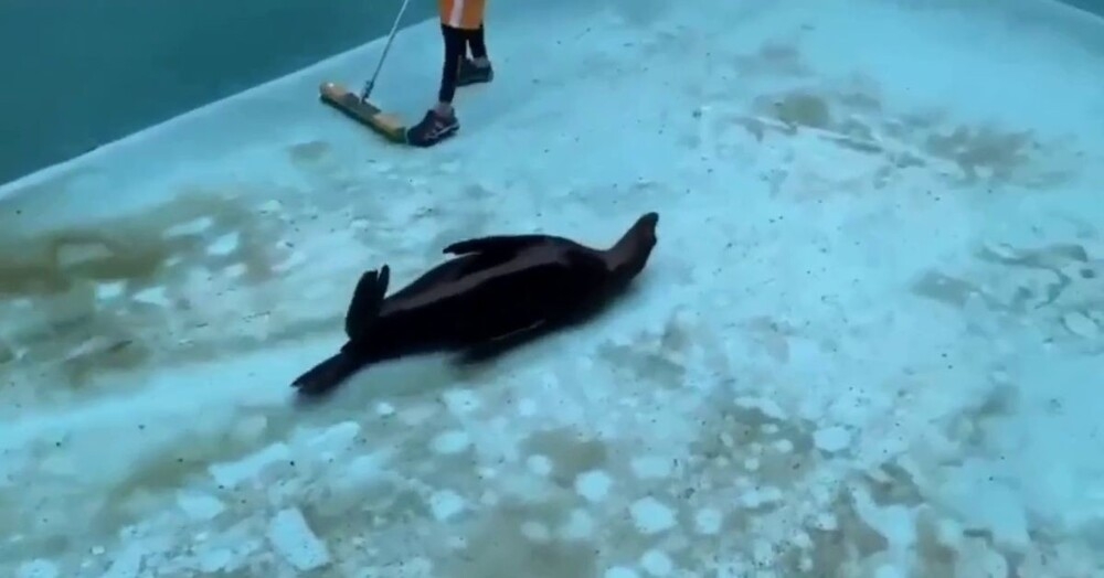 
        Тюлень развлекается во&nbsp;время уборки бассейна    