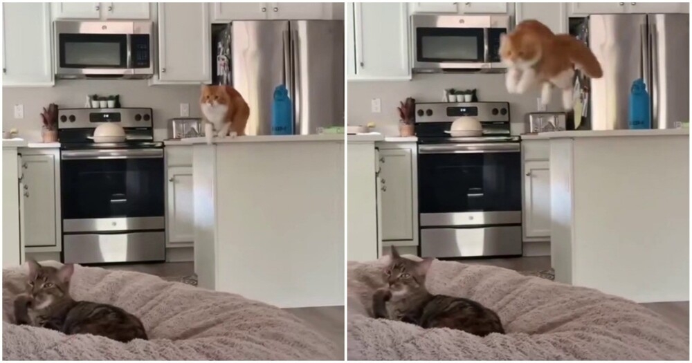 
        У&nbsp;рыжих котов всё&nbsp;стабильно    