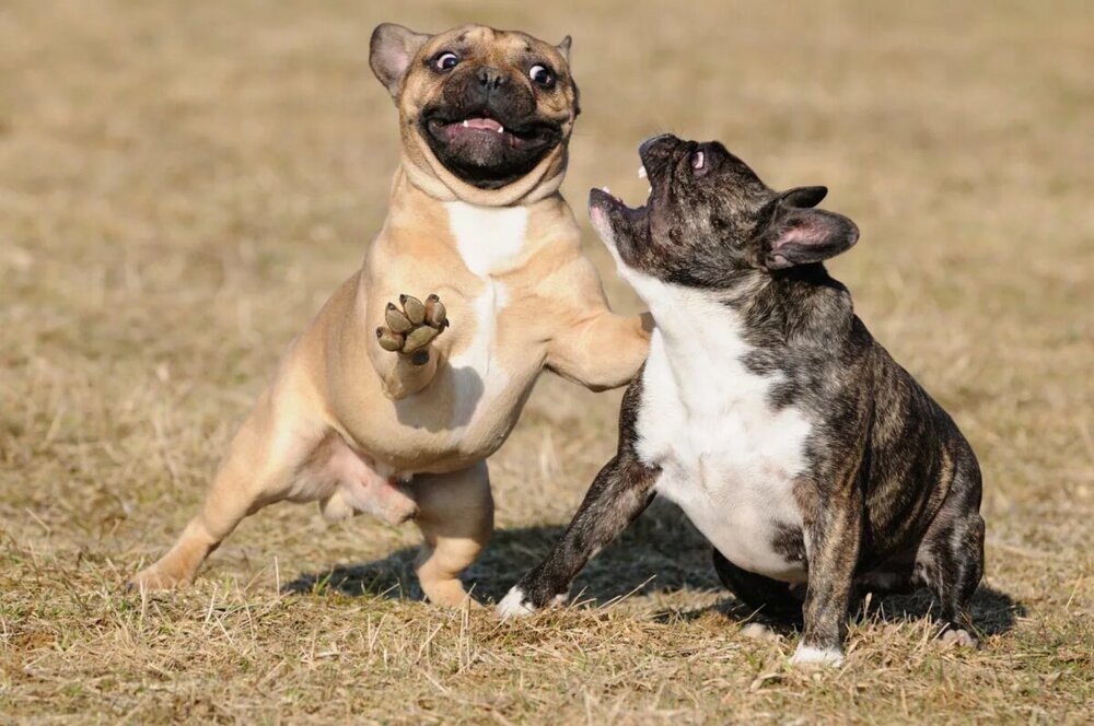 
        Французский бульдог: порода, которую лишили шанса на&nbsp;будущее    