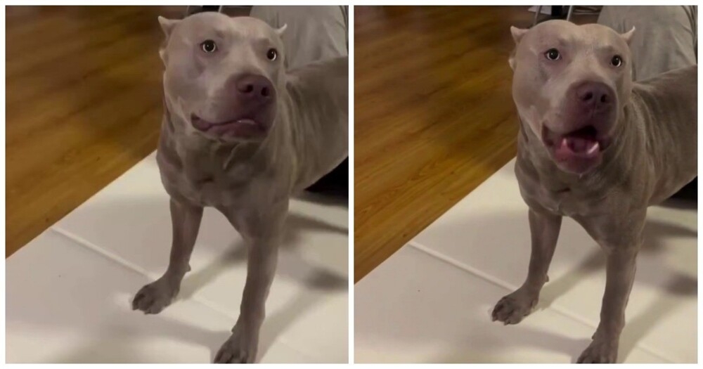 
        Пёс&nbsp;говорит слово &laquo;нормально&raquo;    