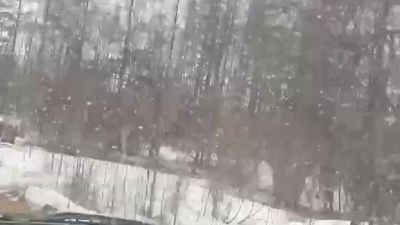 
        Мишки на&nbsp;дереве    