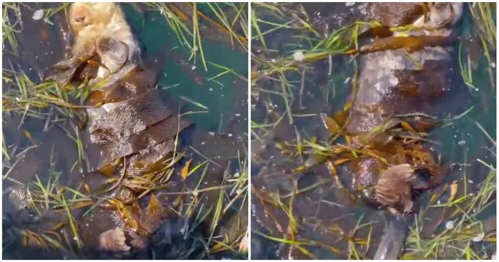 
        Калан отдыхает в&nbsp;водорослях    