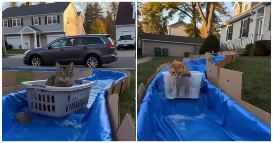 
        Водный аттракцион для&nbsp;кошек    