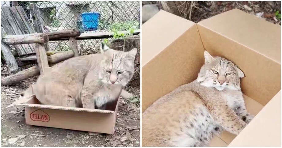 
        Коробка для&nbsp;рыси    