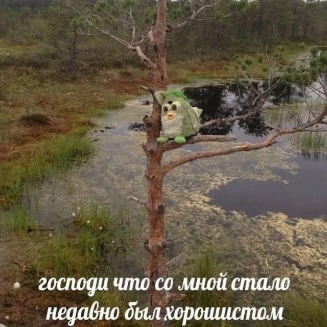 Смешные картинки