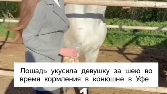 
        Лошадь укусила девушку за&nbsp;шею&nbsp;во&nbsp;время кормления    