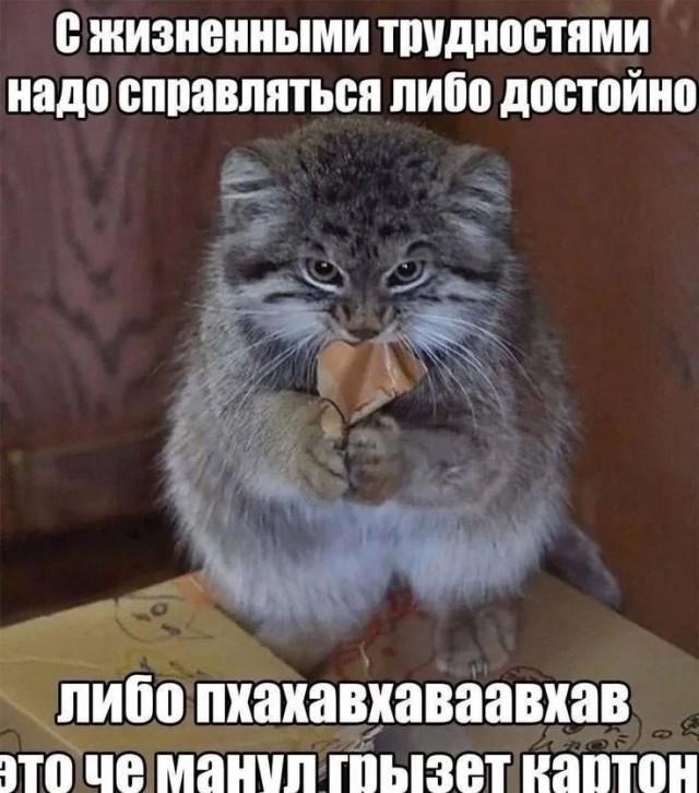 Смешные картинки