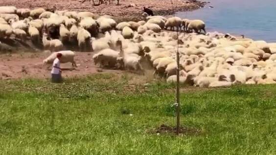 
        Пастушья собака укусила за&nbsp;зад&nbsp;туристку    