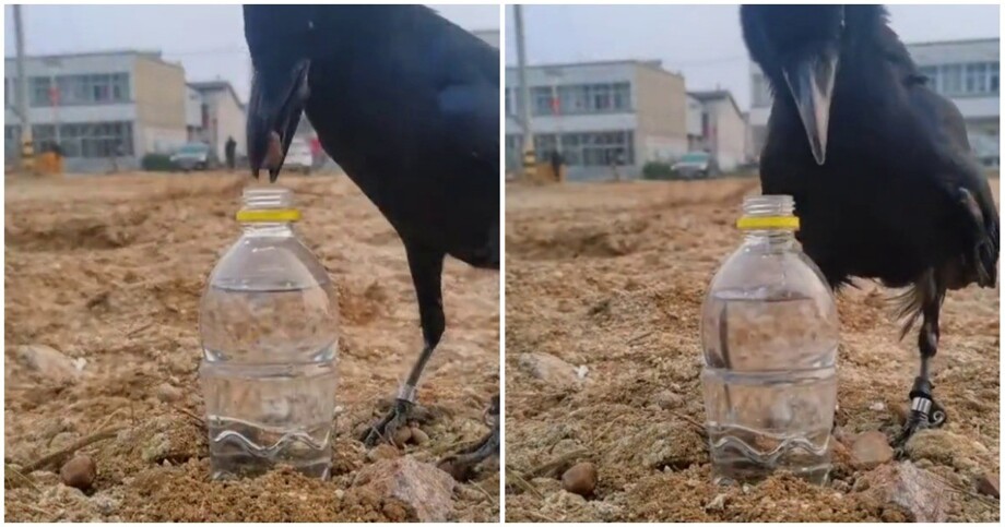 
        Ворон использует камни, чтобы добраться до&nbsp;воды в&nbsp;бутылке    