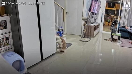 
        Кошка освободила подругу из&nbsp;холодильника    