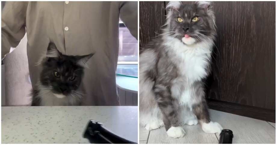 
        Кошачий завтрак    
