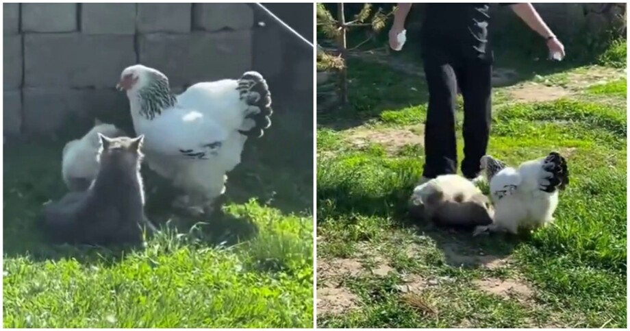 
        Курица помогает хозяйке разнять кошачью драку    