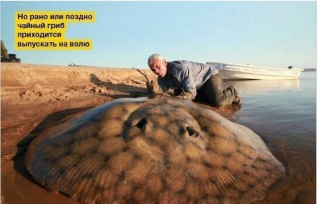 Лучшие шутки и мемы из Сети