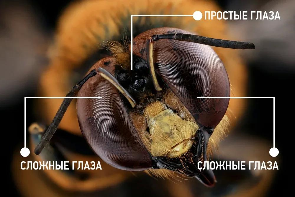 
        10&nbsp;забавных, но&nbsp;правдивых фактов    