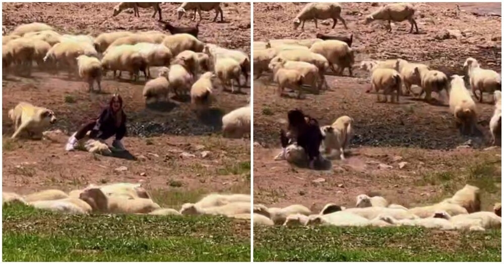 
        Пастушья собака укусила за&nbsp;зад&nbsp;туристку    
