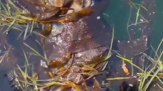 
        Калан отдыхает в&nbsp;водорослях    