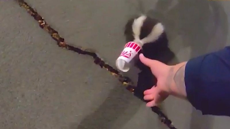 
        Ночная операция: полицейский спас скунса от&nbsp;пластикового &laquo;шлема&raquo;    