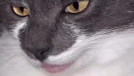 
        Губы кота с&nbsp;аллергией    