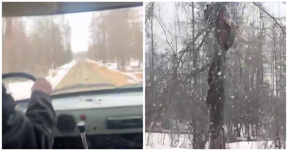 
        Мишки на&nbsp;дереве    