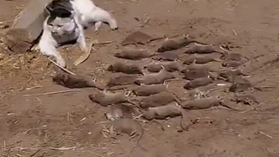 
        У&nbsp;кота выдалась славная охота    