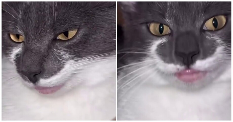 Губы кота с аллергией
Губы кота с аллергией