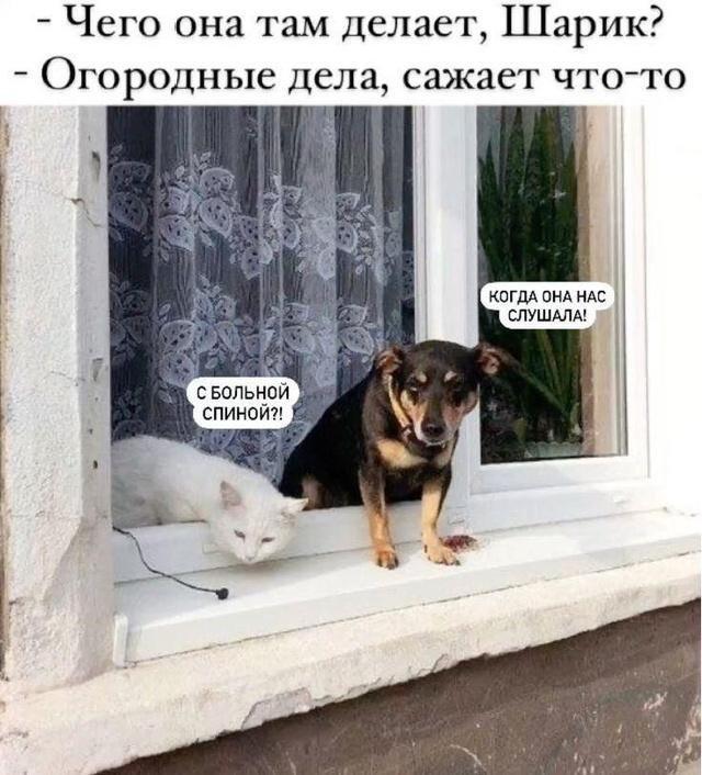 Лучшие шутки и мемы про собак