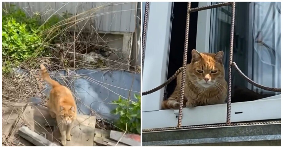 
        Домашний кот&nbsp;притворялся бездомным, чтобы его&nbsp;кормили    
