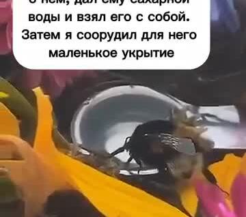 
        Шмель без&nbsp;крыла получил неожиданную помощь от&nbsp;прохожего    