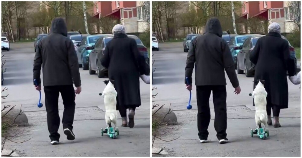 
        Пёс&nbsp;катается на&nbsp;самокате    