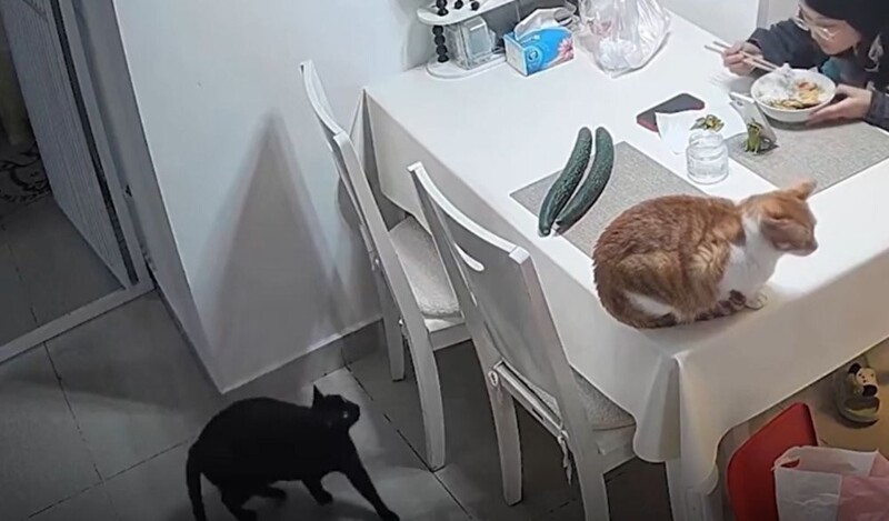 
        Кот&nbsp;испугался огурцов    